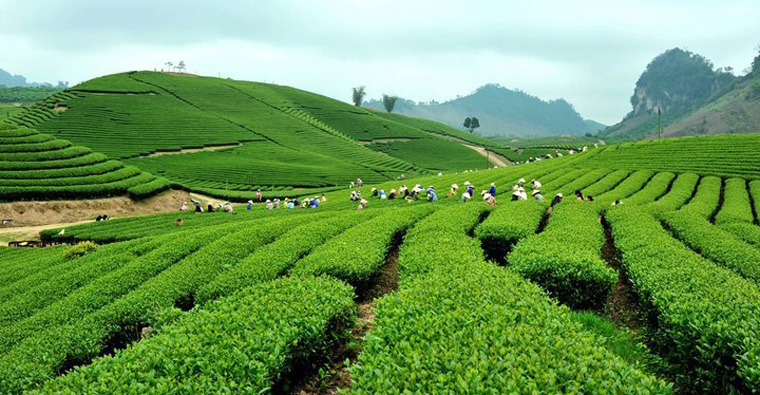 Tea hill in Moc Chau plateau Tea hill in Moc Chau plateau